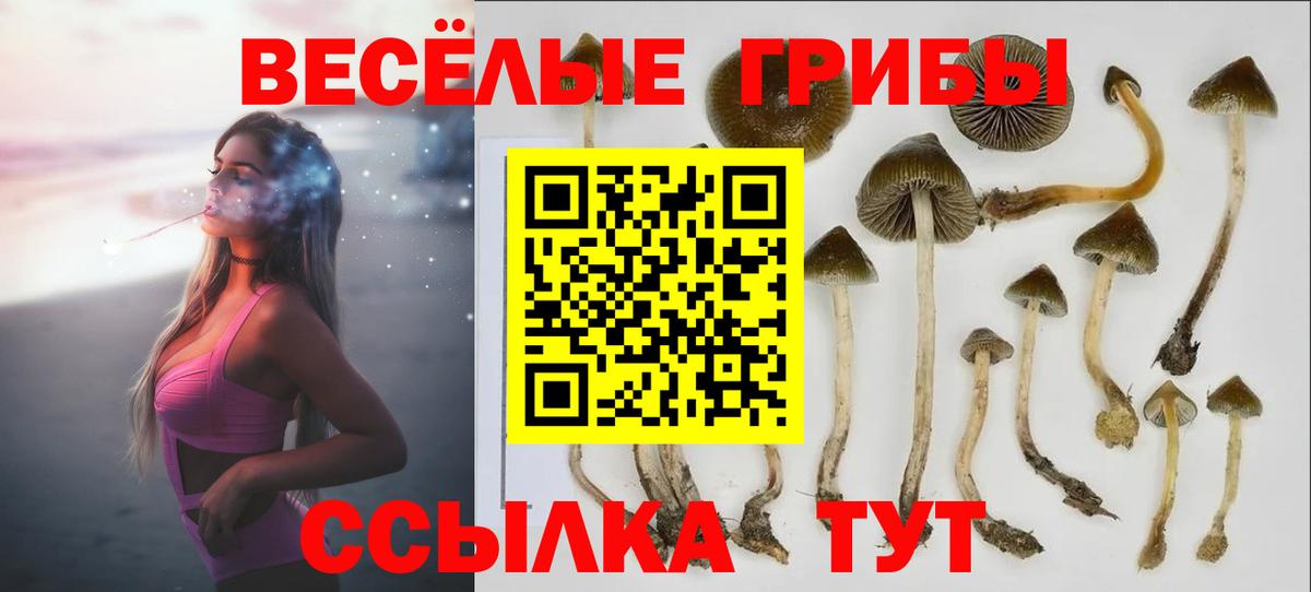 Псилоцибиновые грибы мицелий Артёмовский